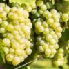 Vigne Lakemont -Des Graines De Plantes Vitis vinifera Lakemont copyright 1006071 1