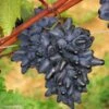 Vigne Philipp -Des Graines De Plantes Vitis vinifera Philipp 83664 1