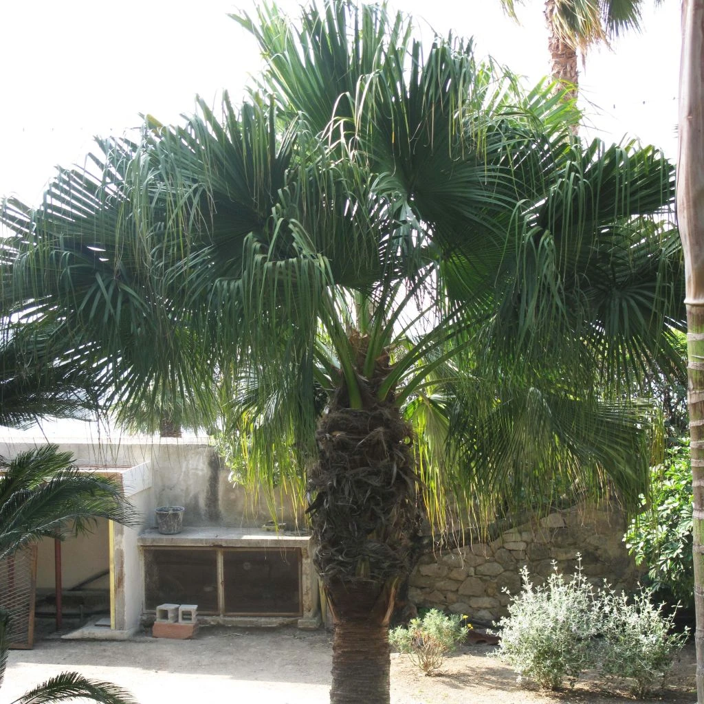 Washingtonia Filifera - Palmier à Jupon 3 Washingtonia Filifera - Palmier à Jupon