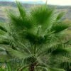 Washingtonia Robusta - Palmier Du Mexique 2 Washingtonia Robusta - Palmier Du Mexique -Des Graines De Plantes Washingtonia robusta 82235 1