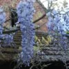 Glycine Blue Moon - Wisteria Frutescens Var. Macrostachya -Des Graines De Plantes Wisteria macrostachya Blue Moon 88235 1