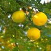 Yuzu - Citrus Junos -Des Graines De Plantes Yuzu Citrus junos 83268 1