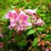Abelia Parviflora Bumble Bee -Des Graines De Plantes abelia parviflora bumble bee 85981 1