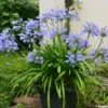 Agapanthe Pitchoune Blue 2 Agapanthe Pitchoune Blue -Des Graines De Plantes agapanthus pitchoune blue 0524 1