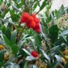 Arbutus Unedo - Arbousier -Des Graines De Plantes arbutus unedo 781557 5