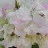 Bougainvillier Spectabilis Blanc-rose -Des Graines De Plantes bougainvillee spectabilis blanc rose 87005 3