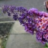 Buddleia Flower Power (Bicolor) - Arbre Aux Papillons -Des Graines De Plantes buddleia flower power bicolor 781565 3