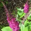 Buddleia Miss Ruby - Buddleia Nain -Des Graines De Plantes buddleia miss ruby 9712 1