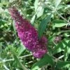 Buddleia Davidii Summer Beauty -Des Graines De Plantes buddleia summer beauty 7827 1