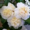 Camélia Classique - Camellia Jurys Yellow -Des Graines De Plantes camellia jurys yellow 79882 1