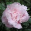 Camélia Champêtre - Camellia Sweet Emily Kate -Des Graines De Plantes camellia sweet emily kate 781714 1 1