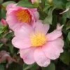Camélia D'automne - Camellia X Hiemalis Pink Goddess -Des Graines De Plantes camellia x hiemalis pink goddess 85525 1