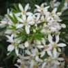 Choisya White Dazzler - Oranger Du Mexique Nain -Des Graines De Plantes choisya ternata white dazzler 781509 1