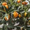 Citrus Kucle - Kumquatine -Des Graines De Plantes citrus kucle 87029 2