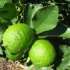 Grand Citron Vert - Citrus Latifolia -Des Graines De Plantes citrus latifolia 16217 1