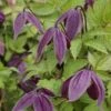Clématite - Clematis Brunette 2 Clématite - Clematis Brunette -Des Graines De Plantes clematite Brunette 681483 1