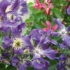 Collection Les Inattendues -Des Graines De Plantes clematite coll inattendues 681315 1
