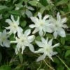 Clématite - Clematis Montana Jacqui -Des Graines De Plantes clematite montana jacqui 681487 1