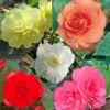 Collection 15 Begonias Grandifloras -Des Graines De Plantes collection begonias 51256 1
