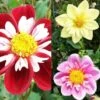 Collection Dahlias Collerette -Des Graines De Plantes collection dahlia colerettes 31450 1