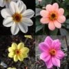 Collection Dahlias Happy Single -Des Graines De Plantes collection dahlia happy 31434 1