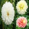 Collection Dahlias Fubuki -Des Graines De Plantes collection dahlias fubiki 31427 1