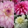 Collection Dahlias Nains Gallery -Des Graines De Plantes collection dahlias gallery 3911 1