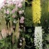 Collection Eremurus -Des Graines De Plantes collection eremurus 53574 1