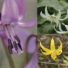 Collection Erythronium 2 Collection Erythronium -Des Graines De Plantes collection erythronium 53580 1