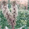 Eucomis Burgundy Wine -Des Graines De Plantes eucomis sparking burgundy 51273 1