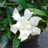 Gardenia Jasminoides Perfumed Petticoats -Des Graines De Plantes gardenia jasminoides perfumed petticoats 83325 1