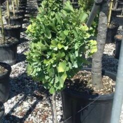 Ginkgo Biloba Chris Dwarf