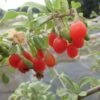 Goji Gojidelys - Lycium Barbarum -Des Graines De Plantes gojidelys 16718 2