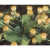 Scadoxus Ou Haemanthus Albiflos -Des Graines De Plantes haemanthus.albiflos