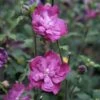 Hibiscus Syriacus Purple Ruffles - Althea Double Pourpre -Des Graines De Plantes hibiscus syriacus Purple Ruffles 81392 1