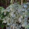 Hortensia Grimpant - Hydrangea Petiolaris Silver Lining