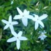 Jasmin Des Açores - Jasminum Azoricum 1 Jasmin Des Açores - Jasminum Azoricum -Des Graines De Plantes jasminum azoricum 83639 5