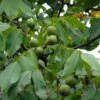 Noyer Commun - Juglans Regia Fernor -Des Graines De Plantes juglans regia fernor 100368 1
