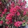 Lagerstroemia Indica Summer Charm Arapaho - Lilas Des Indes -Des Graines De Plantes lagerstroemia indica summer charm arapaho 85953 1
