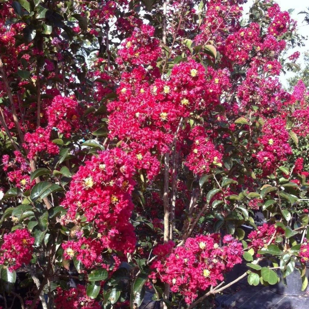 Lagerstroemia Indica Summer Charm Arapaho - Lilas Des Indes 3 Lagerstroemia Indica Summer Charm Arapaho - Lilas Des Indes