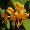 Chevrefeuille X Brownii Golden Trumpet -Des Graines De Plantes lonicera golden trumpet 771572 1