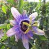 Passiflore Lady Betty Myles Young - Fleur De La Passion Bleue Violet -Des Graines De Plantes passiflore lady betty myles young 83654 5