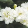 Rosier De Banks Alba Plena - Rosa Banksiae 1 Rosier De Banks Alba Plena - Rosa Banksiae -Des Graines De Plantes rosier banks alba plena 771405 1