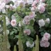 Rosier Ancien Cornelia 2 Rosier Ancien Cornelia -Des Graines De Plantes rosier cornelia 771537 1