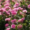 Rosier David Austin Gertrude Jekyll -Des Graines De Plantes rosier david austin gertrude jekyll 665072