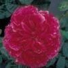 Rosier Anglais David Austin Fragrant Old Purple -Des Graines De Plantes rosier fragant old purple 71403 1