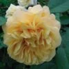 Rosier Ancien Fragrant Old Yellow -Des Graines De Plantes rosier fragant old yellow 771501 1