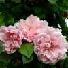Rosier Grimpant Albertine 1 Rosier Grimpant Albertine -Des Graines De Plantes rosier grimpant albertine 665082 1
