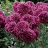 Rosier Grimpant Crimson Shower -Des Graines De Plantes rosier grimpant crimson shower 659822 1