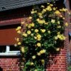 Rosier Grimpant Golden Showers -Des Graines De Plantes rosier grimpant golden showers 169952 1